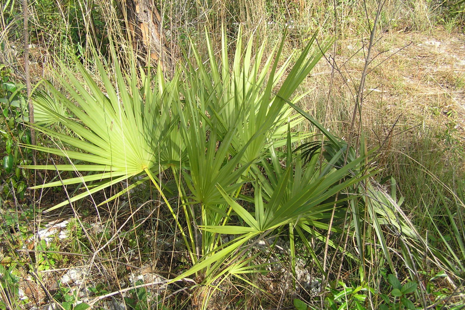 Saw Palmetto – Northeast School of Botanical Medicine