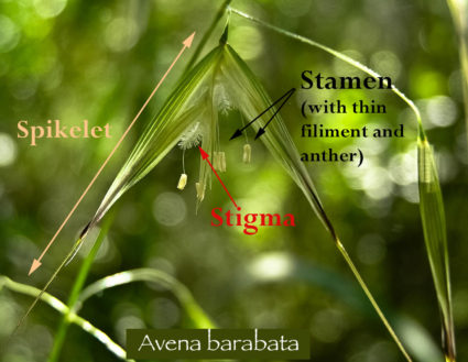 Avena barbata with botanical details