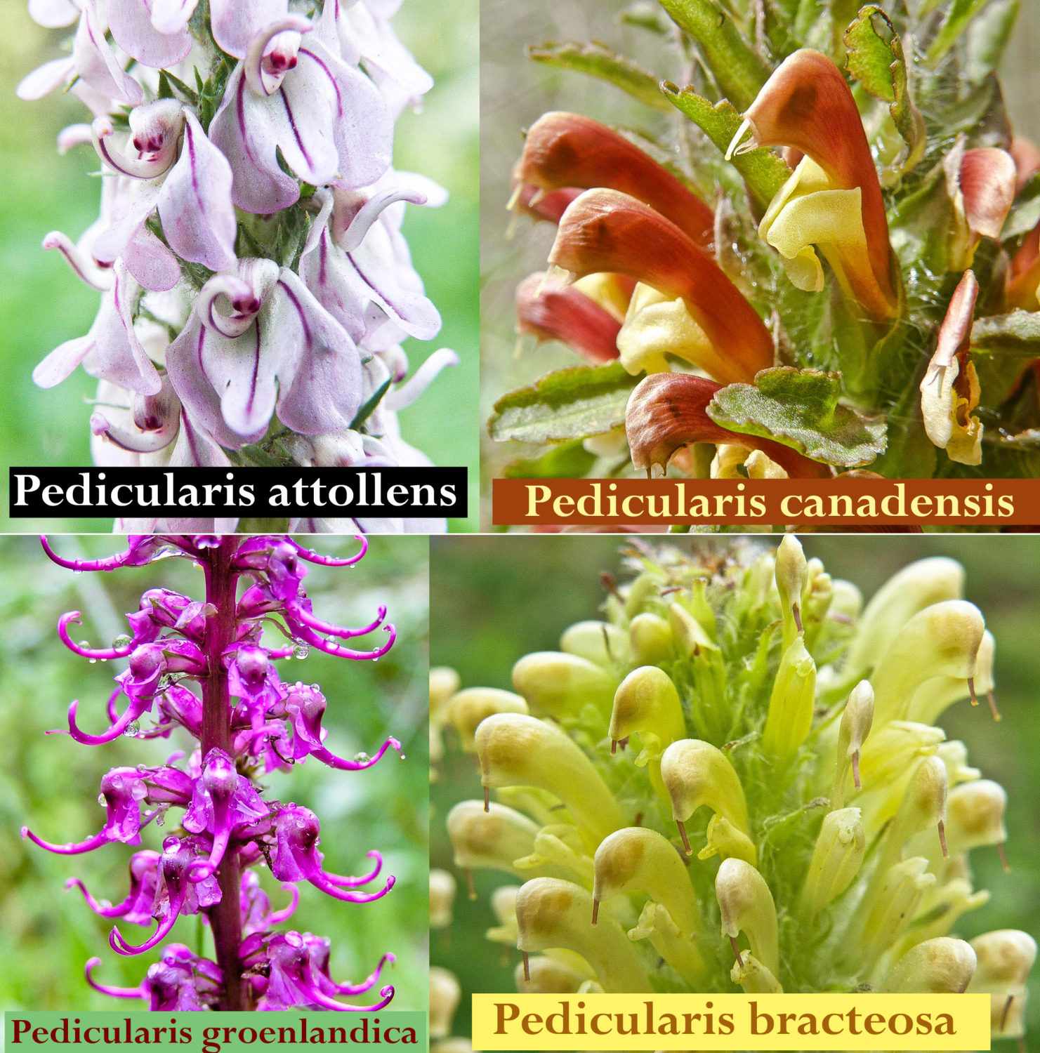 Inflorescenses of 4 species of Pedicularis