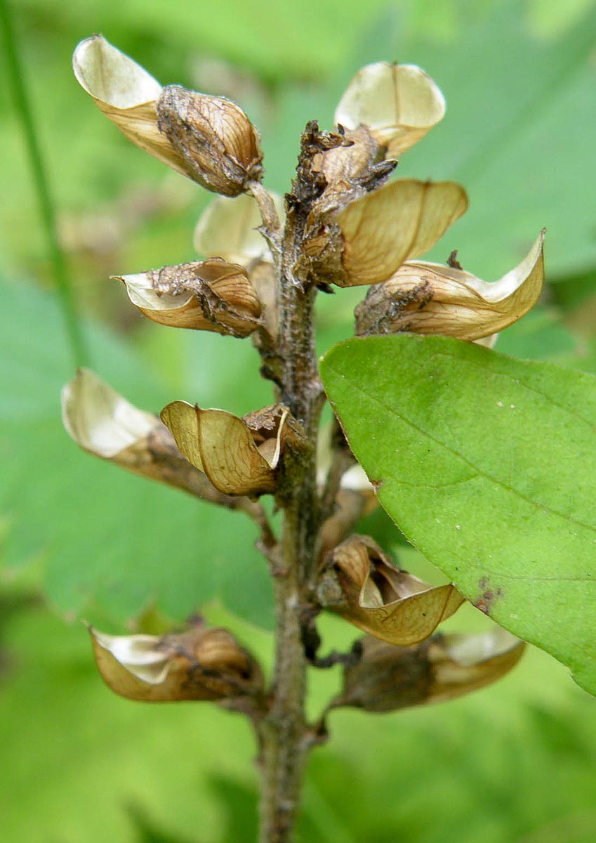 Pedicularis canadensis post flower in West Virginia
