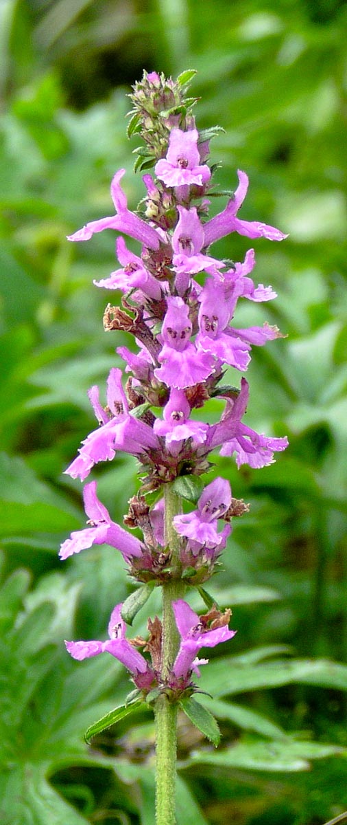 Stachys officinalis-the other Wood betony