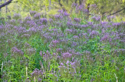 A mass of Blue vervain