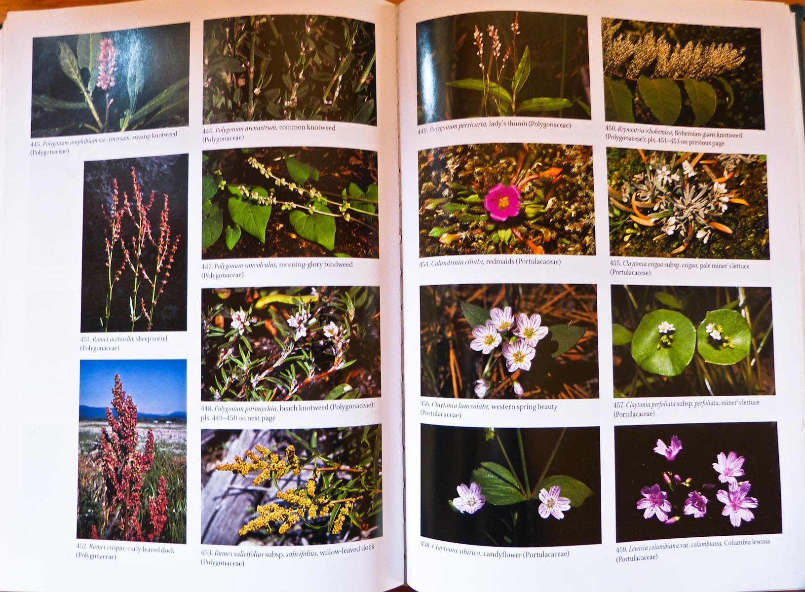 Plant Field Guides Review-Washington and the Pacific Northwest ...