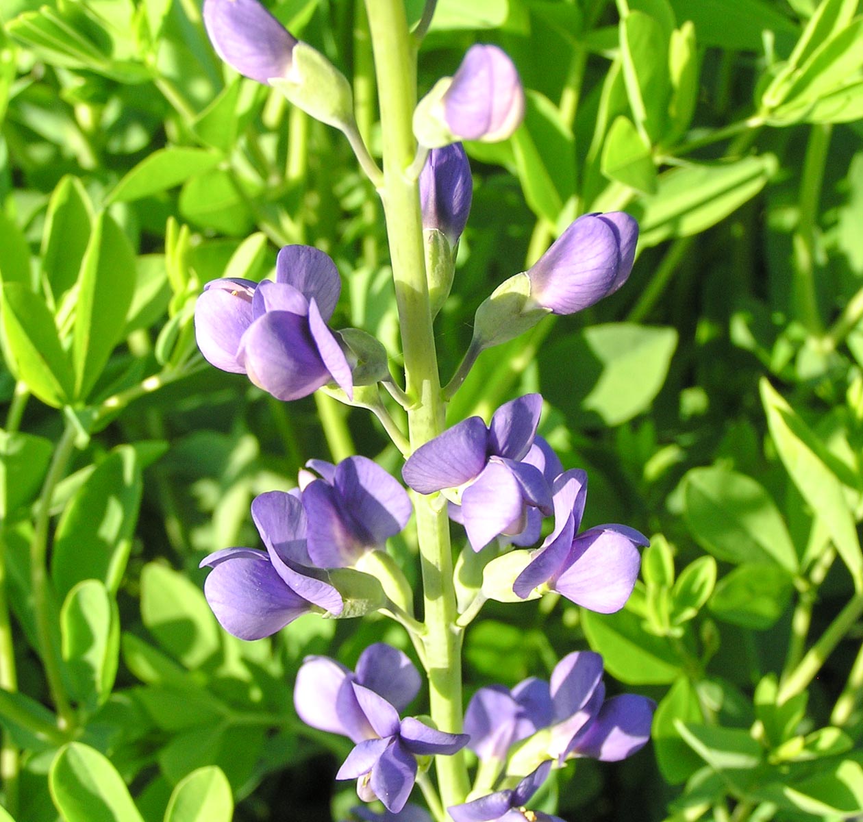 Baptisia tinctoria | Northeast School of Botanical Medicine | Northeast