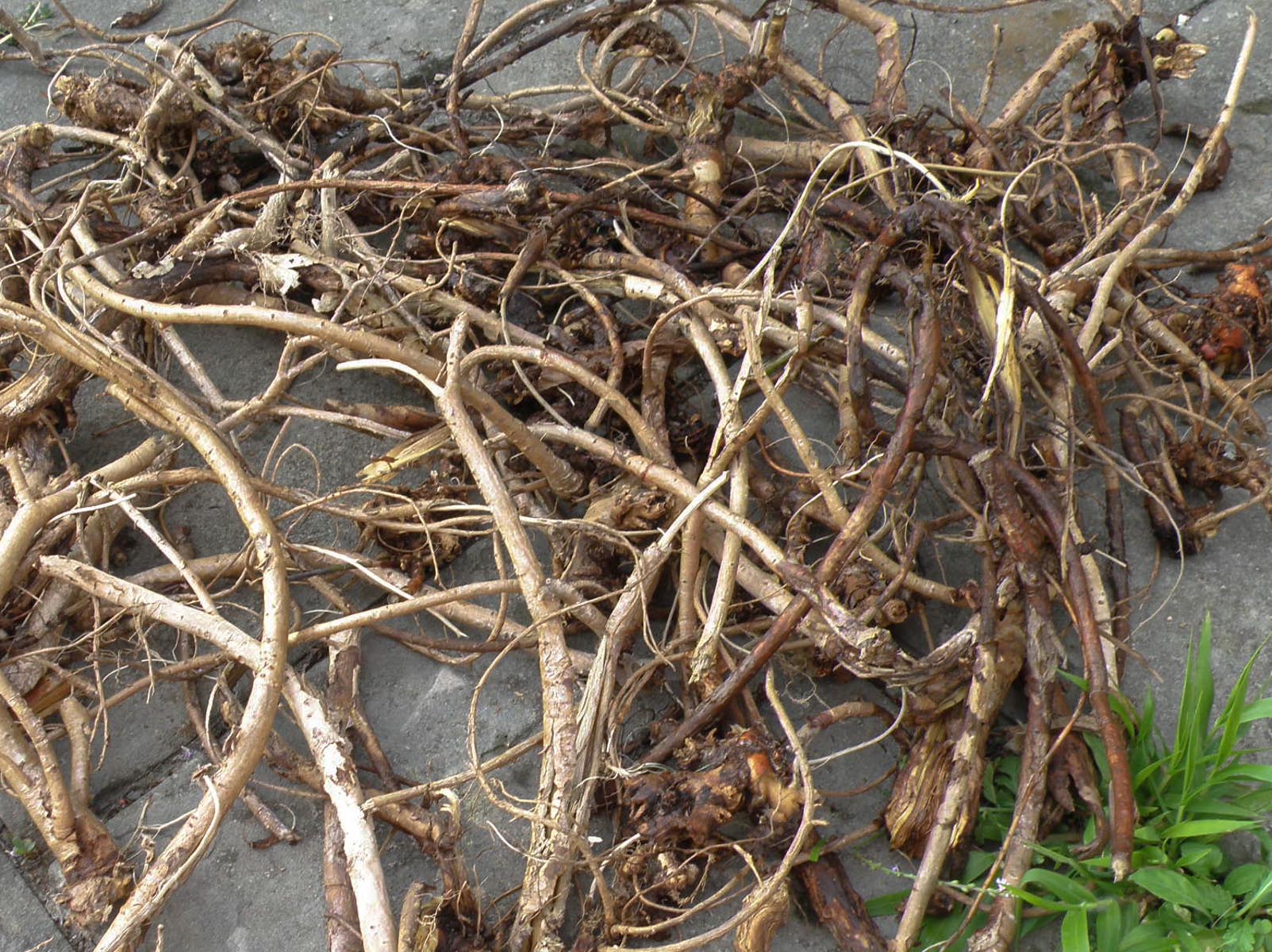 Неотложный корень. Корневище тифониума. Корень полыни. Гваюла корни. Корни мулинбекии.