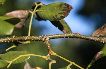 Piscidia piscipula young green stems showing white lenticels