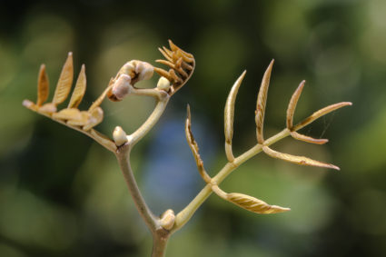 Piscidia piscipula with young growth