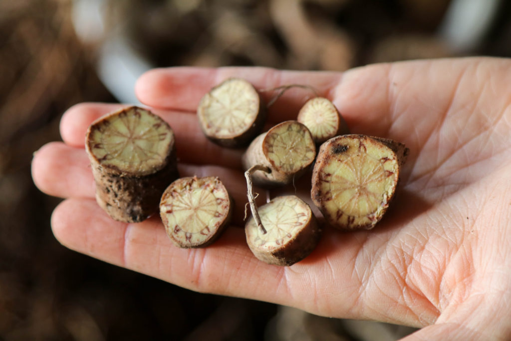 carly-holding-root-pieces-piper-methysticum-s-piperaceae-kava-kava-hunt-hill-home-ithaca-ny-dec-15-2016-1-of-1