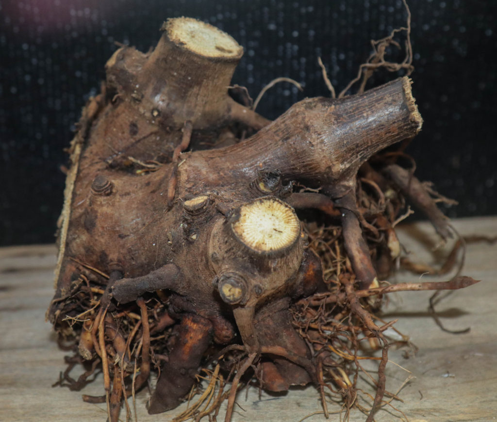 root-crown-piper-methysticum-s-piperaceae-kava-kava-hunt-hill-home-ithaca-ny-dec-15-2016-1-of-1