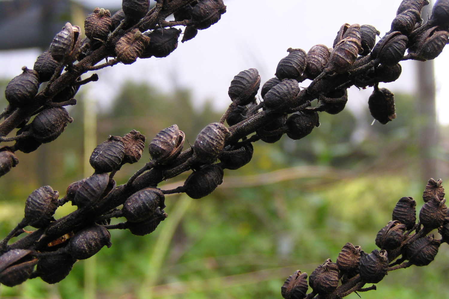 Black Cohosh Actaea Cimicifuga Racemosa Fruits Northeast School Of Botanical Medicine