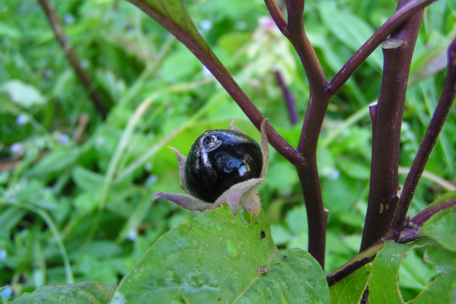 belladonna-northeast-school-of-botanical-medicine