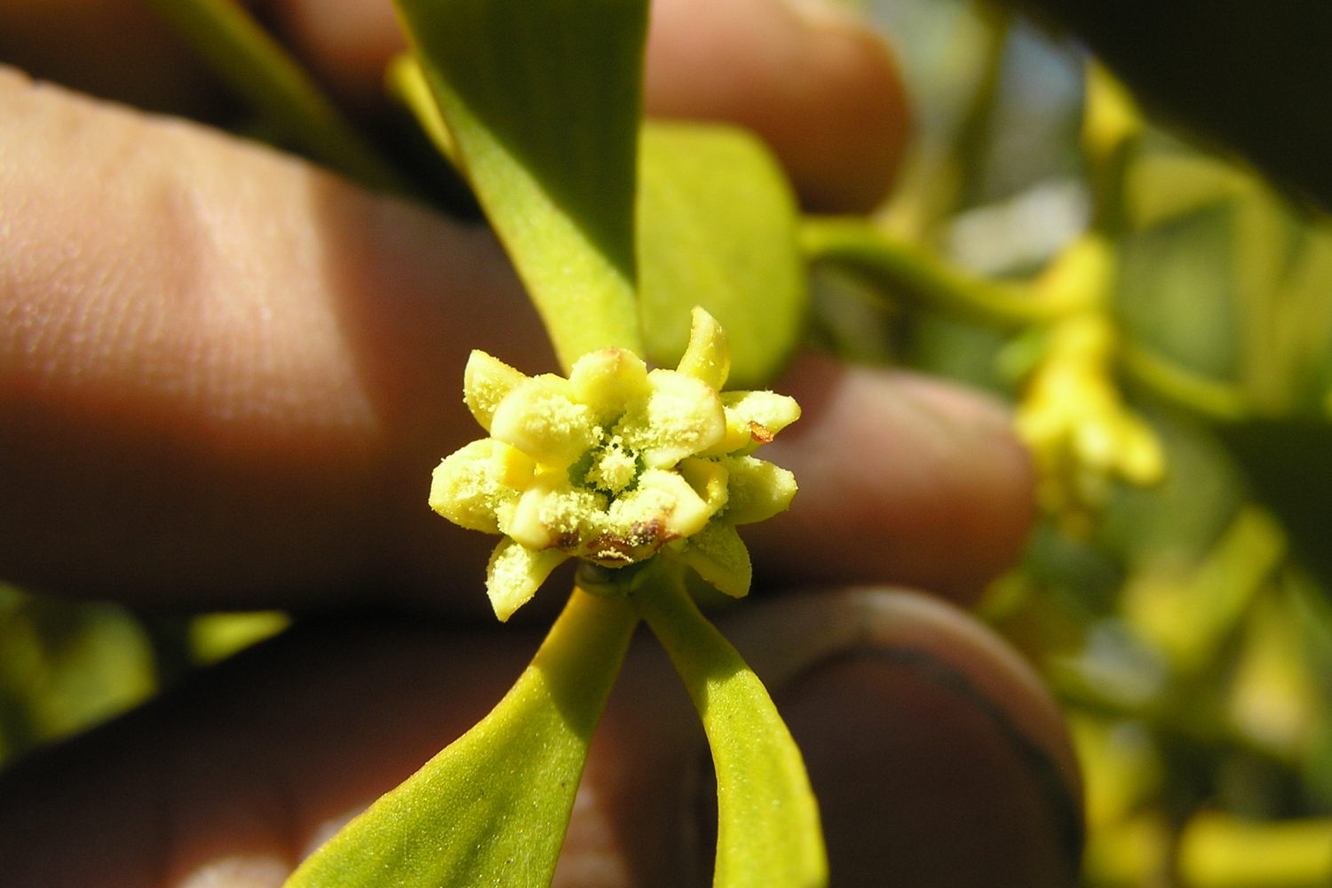 European Mistletoe – Northeast School of Botanical Medicine