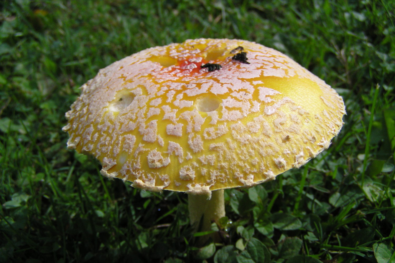 fly-agaric-northeast-school-of-botanical-medicine