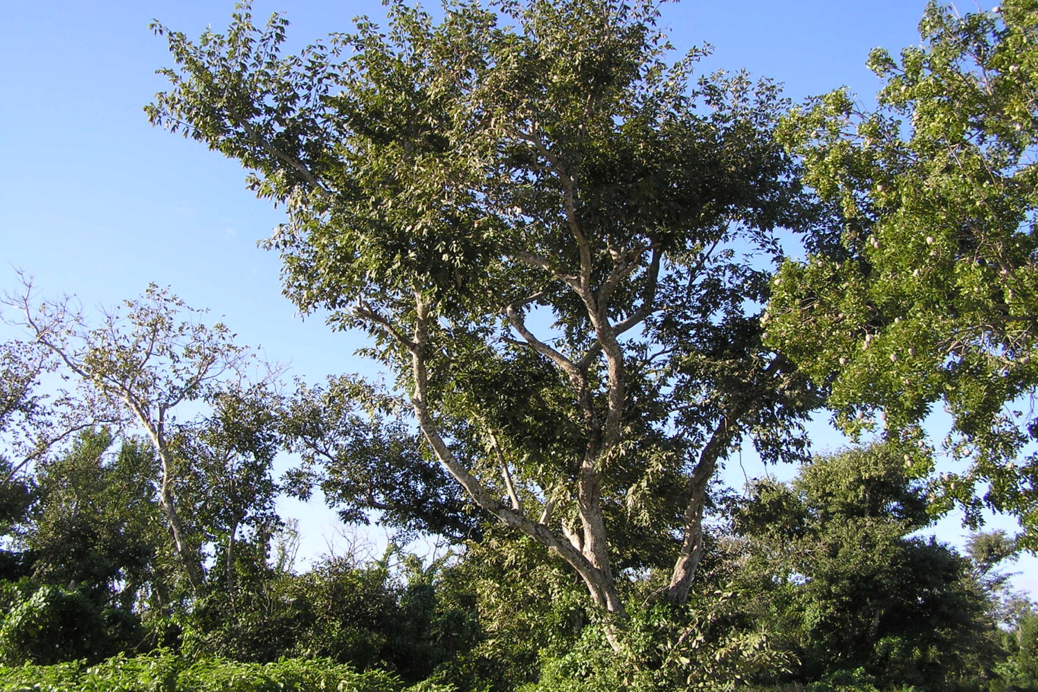 Jamaican Dogwood – Northeast School of Botanical Medicine