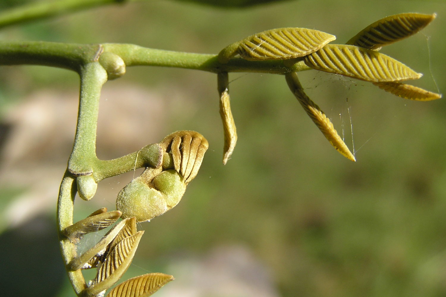 Jamaican Dogwood – Northeast School of Botanical Medicine