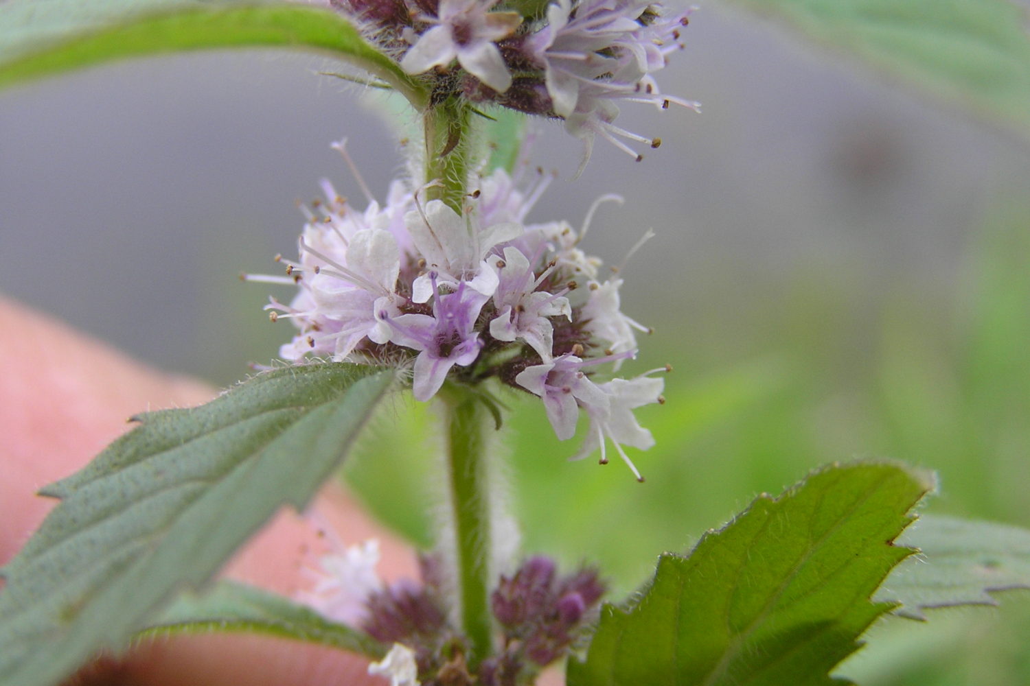 Wild Mint – Northeast School of Botanical Medicine