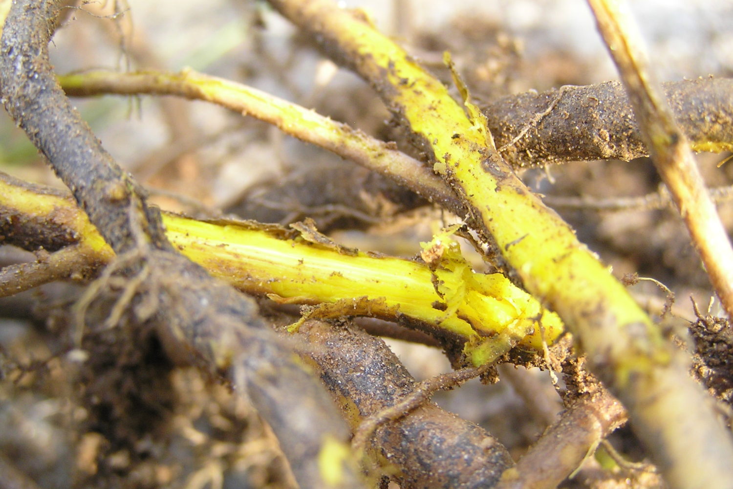 Yellowroot – Northeast School of Botanical Medicine