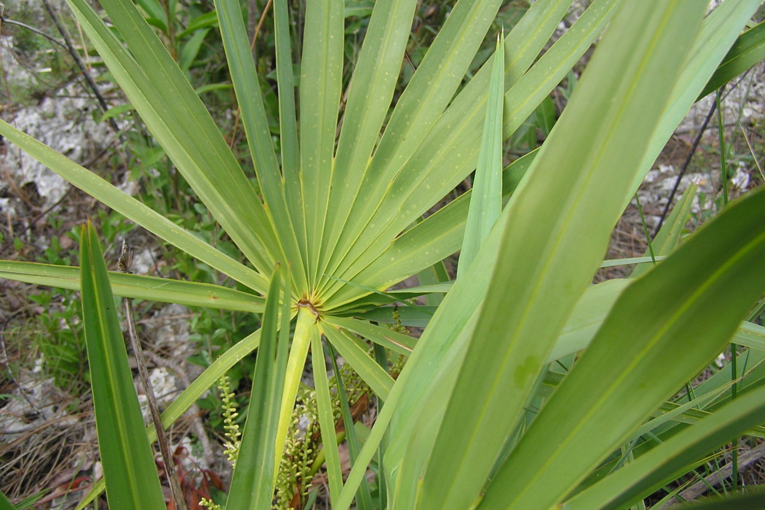 Saw Palmetto Northeast School of Botanical Medicine