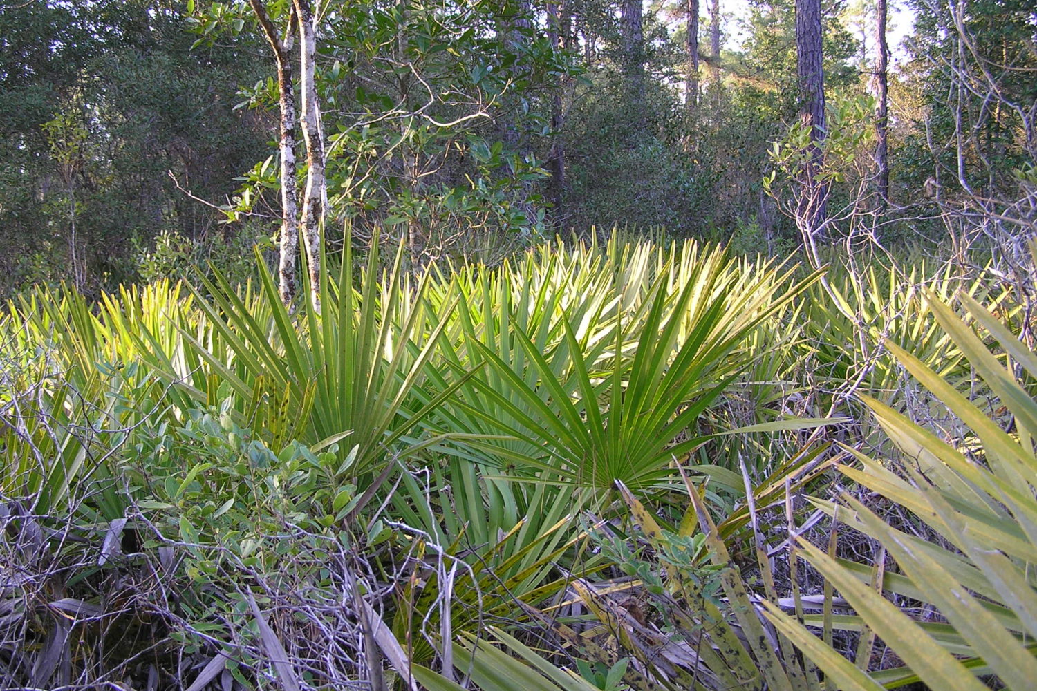 Saw Palmetto Thicket – Northeast School of Botanical Medicine