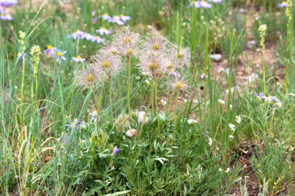 Anemone Species-Medicinal Uses, Botany and More - Northeast School of  Botanical Medicine