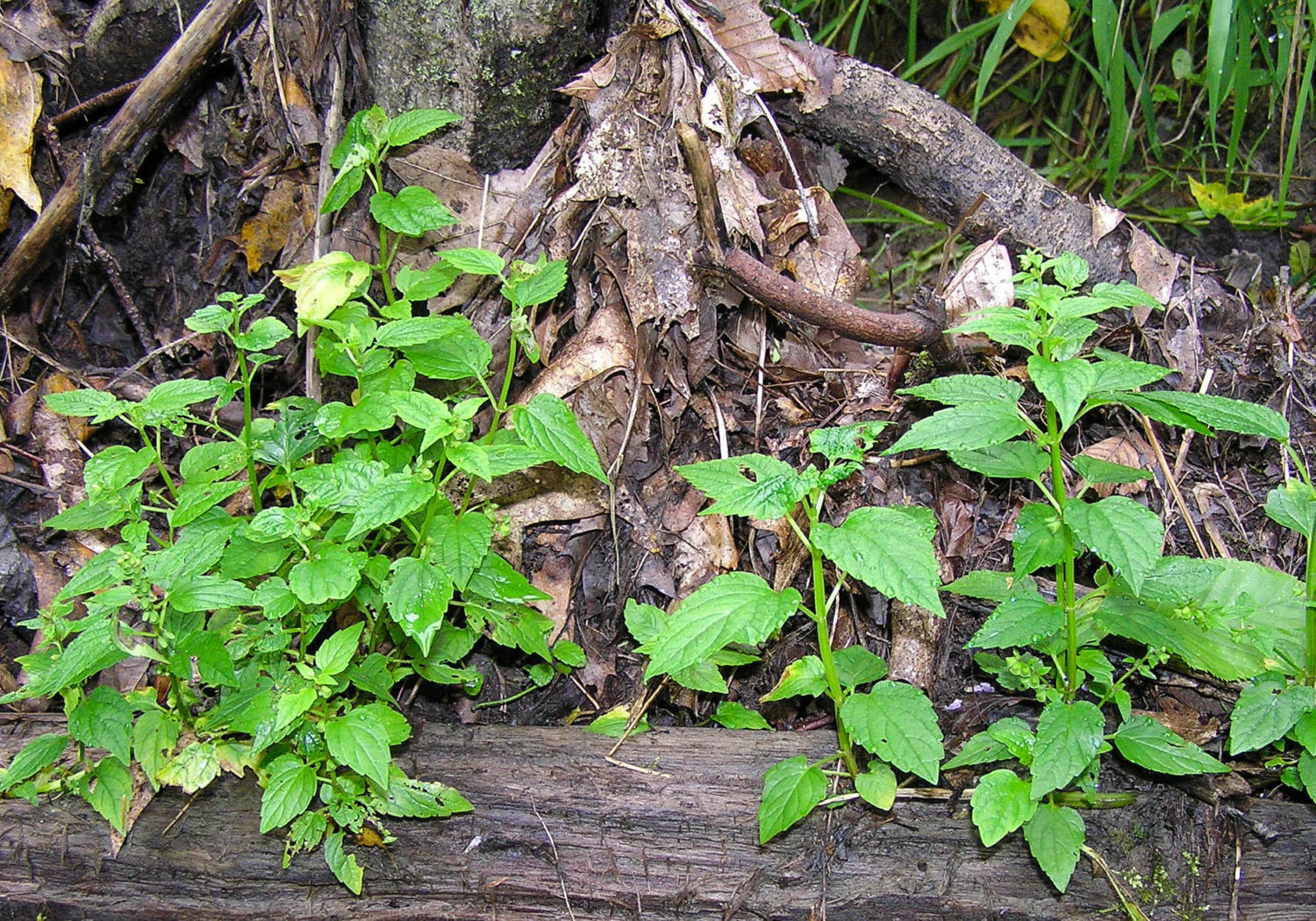 skullcap-plants-growing-in-the-woods-scutellaria-lateriflora