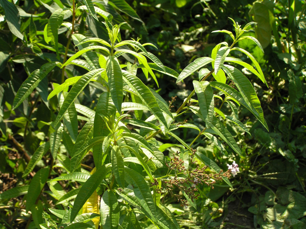 Lemon verbena (Alyosia citrodora, Verbenaceae). Ithaca, NY