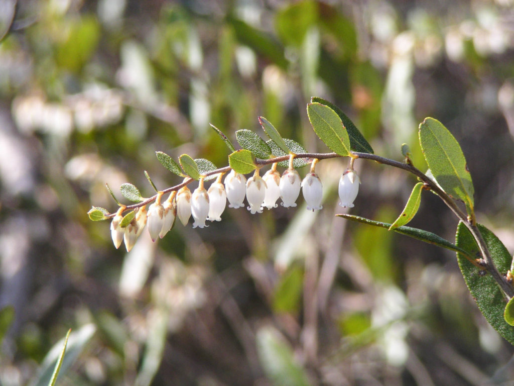 Leatherleaf Chamaedaphne calyculata Bog plant