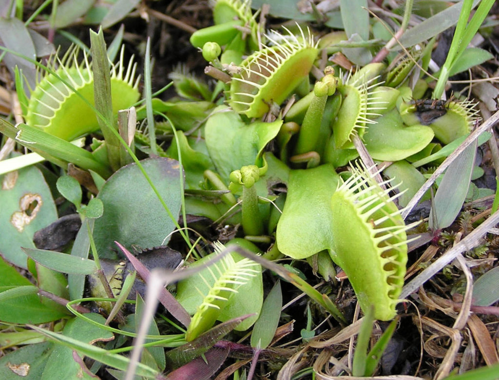 Venus flytrap (Dionaea muscipula) Carnivorous plant