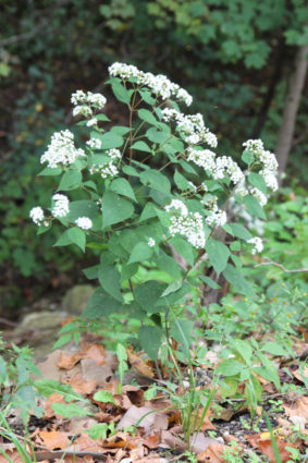 ageratina snakeroot altissima asteraceae eupatorium equinox