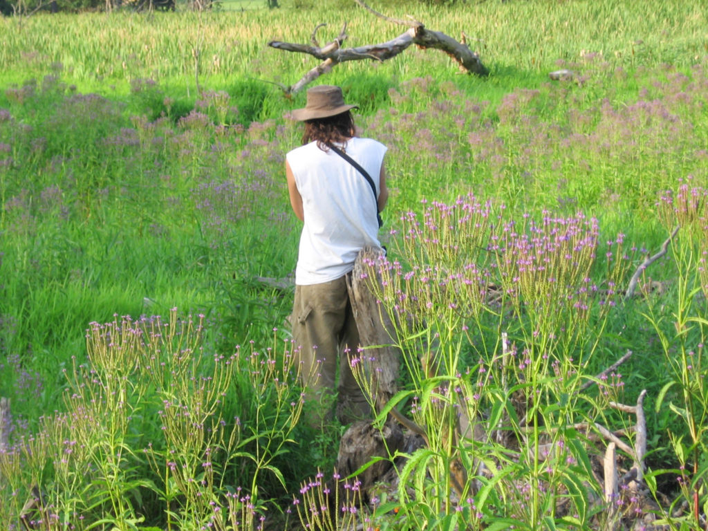 7Song gathering Blue vervain. Ithaca, NY