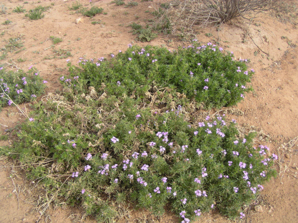 Verveine du désert (Glandularia wrightii). Big Bend, TX