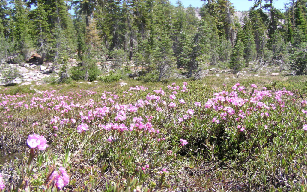 Bog laurel (Kalmia polifolia). Panther meadow, Mt. Shasta, CA. Ericaceae. Bog plant