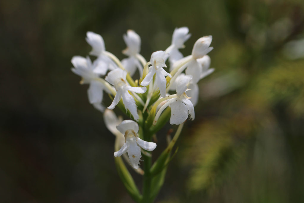 White fringed orchid Orchidaceae Platanthera blephariglottis Adirondacks