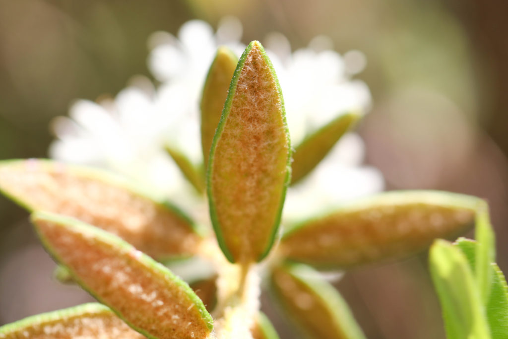 Leaf-tomentose, Tea plant, Toxic, Labador tea Rhododendron [Ledum] groenlandicum McLean bog