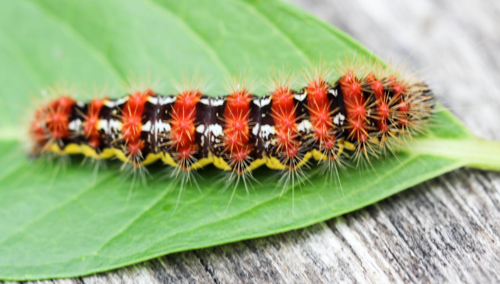 Smartweed caterpillar (Acronicta oblinita). McLean bog, NY