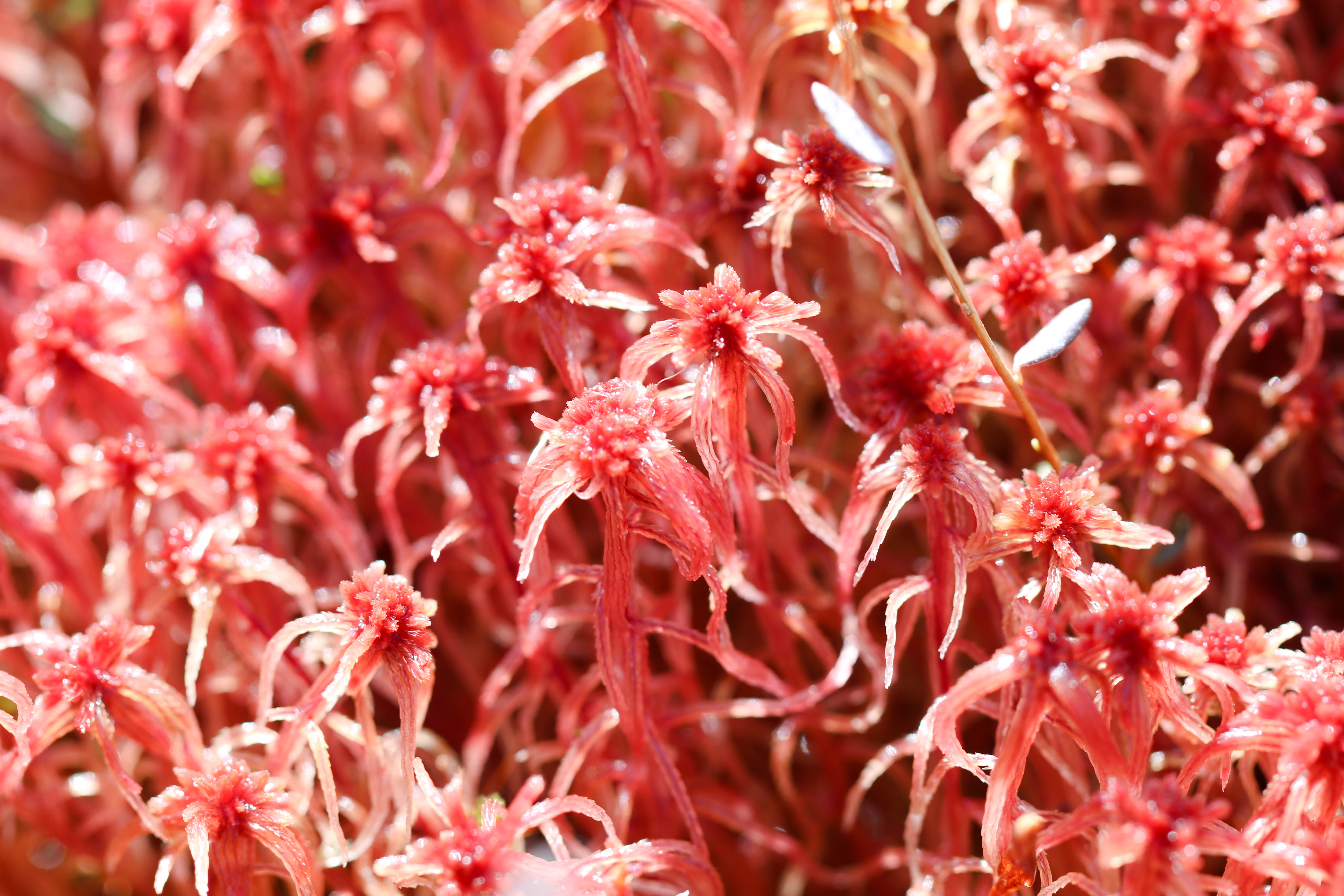 sphagnum moss download free