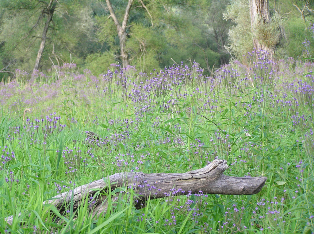 Blue vervain (Verbena hastata). Ithaca, NY