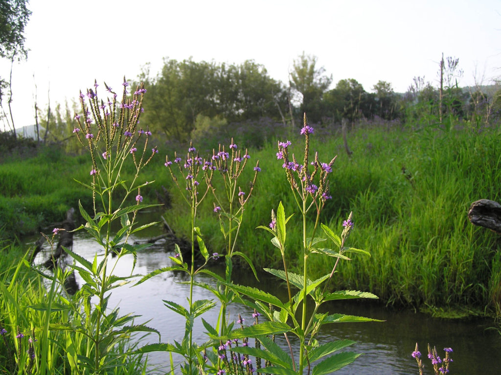 Blue vervain (Verbena hastata). Ithaca, NY