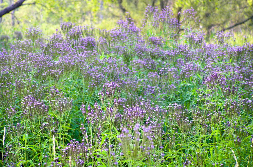 Blue vervain (Verbena hastata). Ithaca, NY