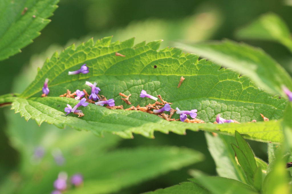 Blue vervain (Verbena hastata). Ithaca, NY