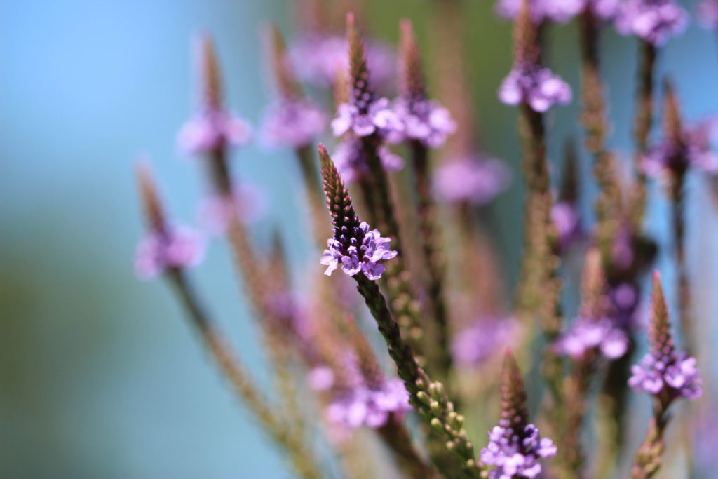 Blue vervain (Verbena hastata). Ithaca, NY