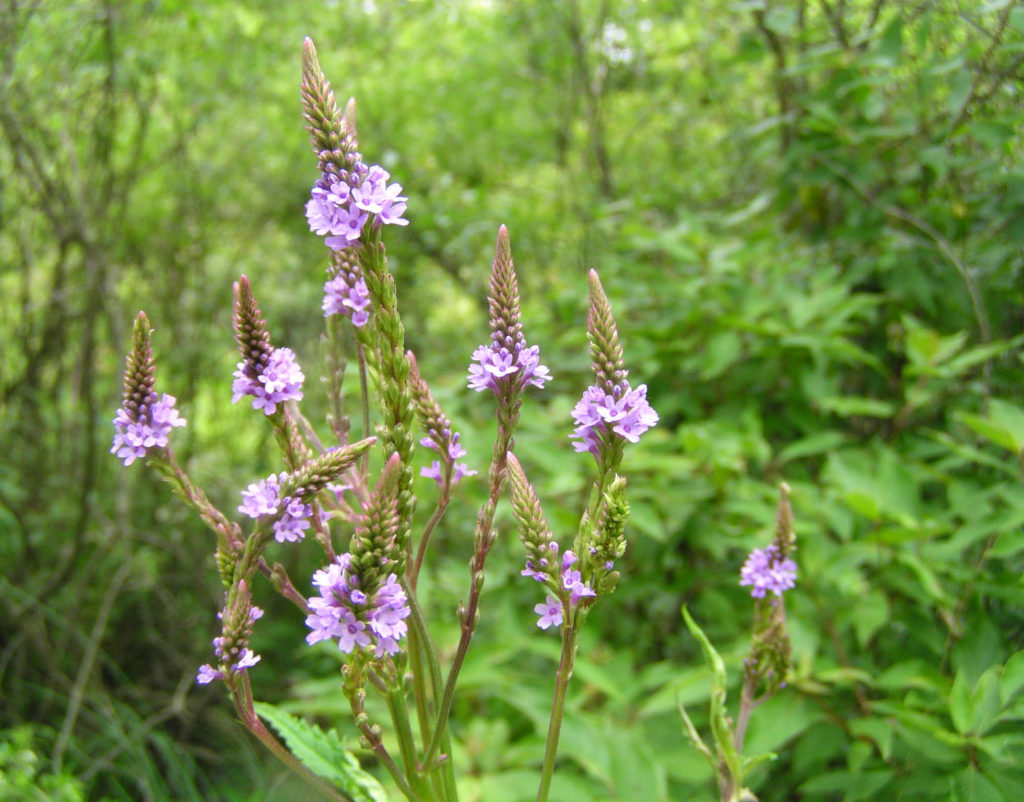 Blue vervain (Verbena hastata). Ithaca, NY