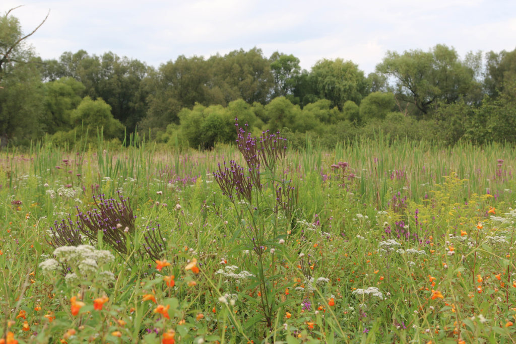 Blue vervain (Verbena hastata). Ithaca, NY