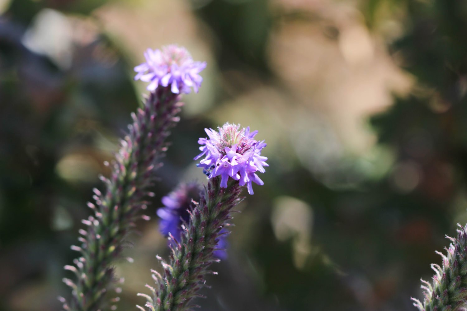 Verbena Macdougalii-verbenaceae-macdougal’s Vervain-grand Canyon Np, Az 