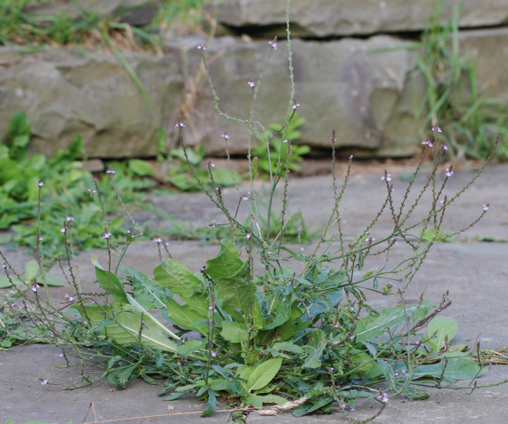 Vervain (Verbena officinalis). Ithaca, NY
