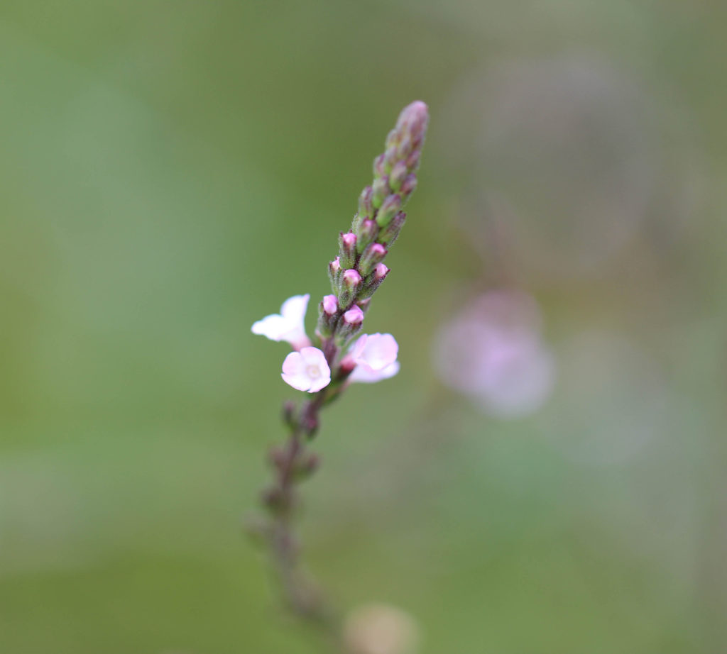 Vervain (Verbena officinalis). Cheddar, England