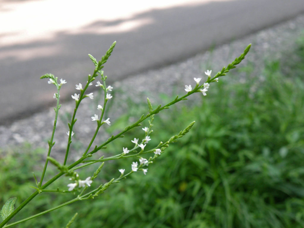 Verbena urticifolia-Verbenaceae-White vervain-Tea creek campground-Monongahela NF-în apropiere de Marlinton, WV