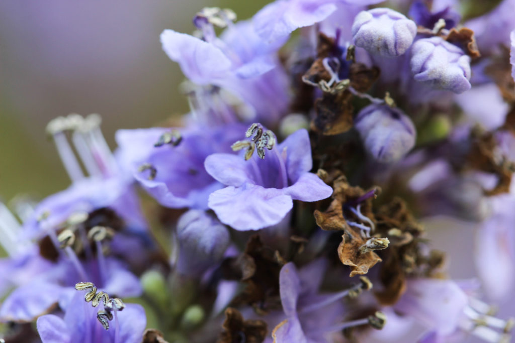 Vitex agnus-castus-Verbenaceae-Vitex-CSHS-Forestville, CA