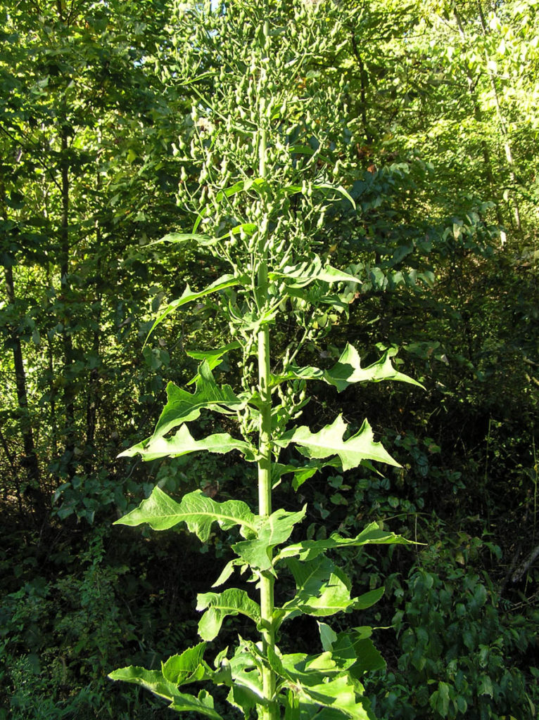 Wild Lettuce | Northeast School of Botanical Medicine