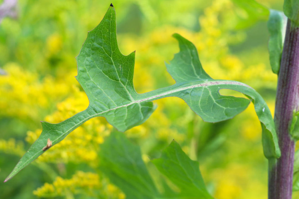 Wild Lettuce | Northeast School of Botanical Medicine